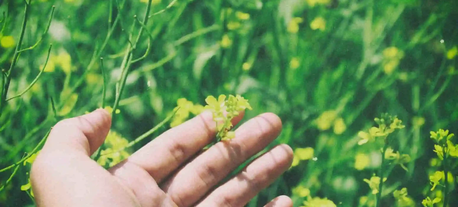 shallow focus photography of person holding yellow flower plant